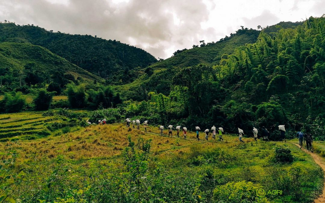 Campagne de Vanille Verte, Madagascar 2021 – Interview avec Alissa Hervouët, Directrice des Opérations chez Agri Resources Madagascar